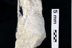 Foto (Detailansicht) von Tuberosagalathea sp. (NHMW-GEO-1990-0041-0488)